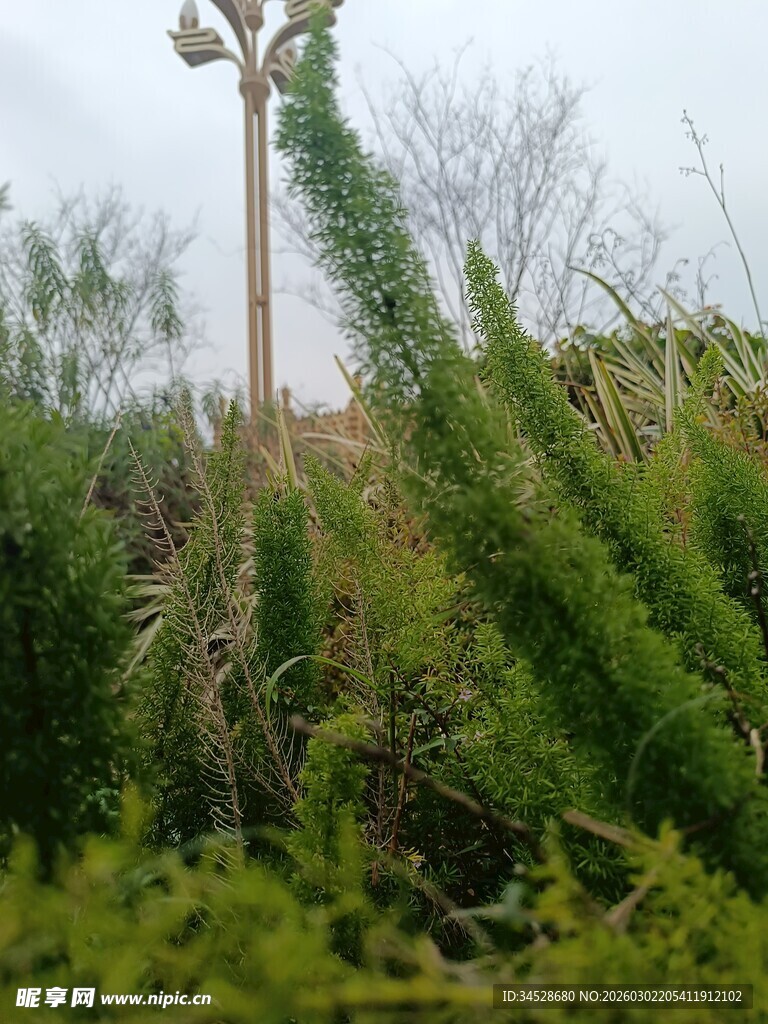 野外绿植中的高耸木桩