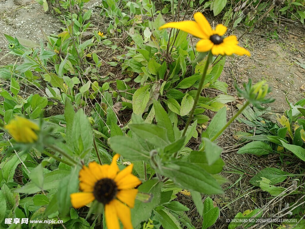 野外绽放的黄色黑心花朵