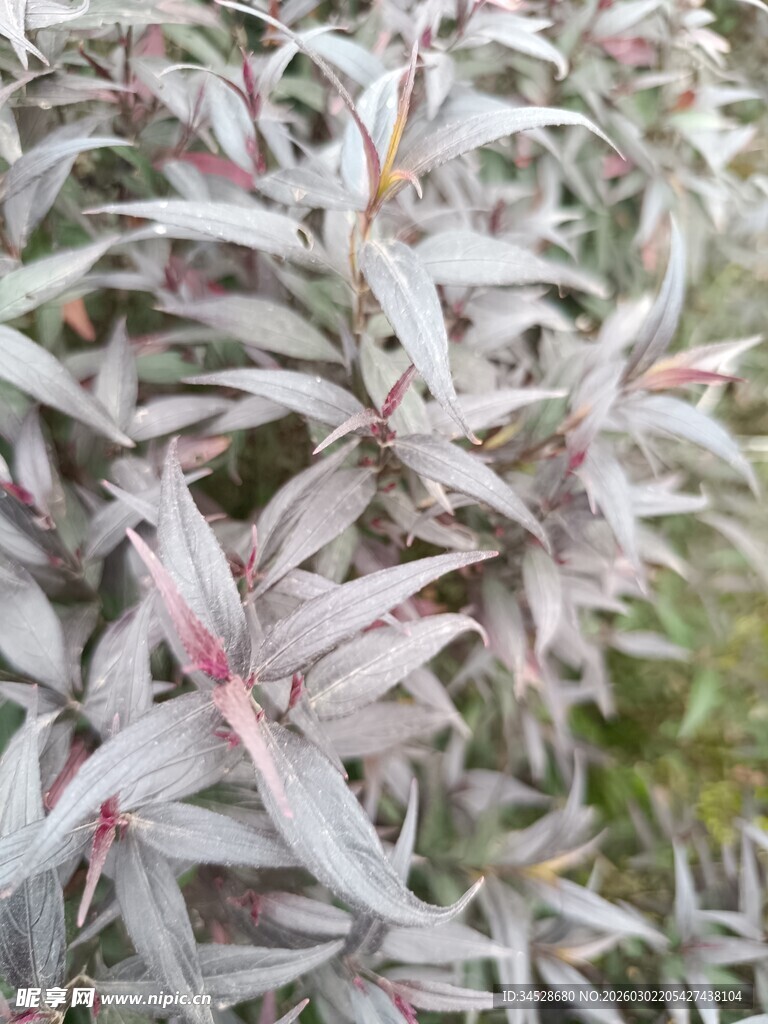 银粉翠叶植物特写