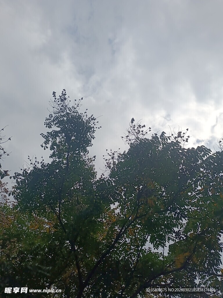 树梢之上的阴沉天空