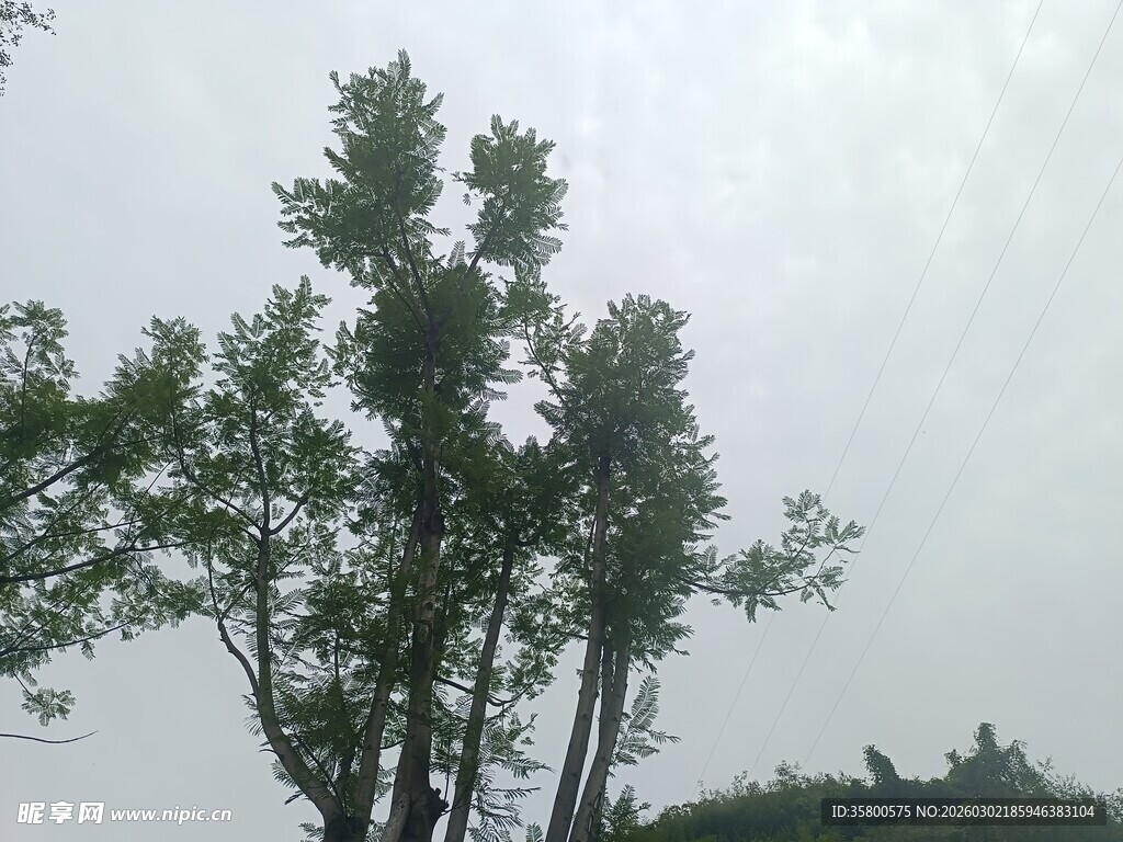 天空下的挺拔树木