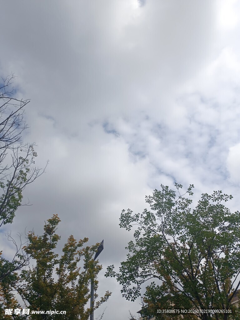 云雾缭绕下的树梢景致