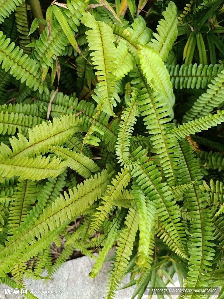 翠绿蕨类植物叶片特写