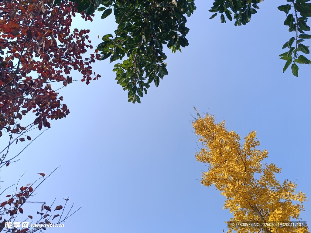 秋日树梢映蓝天