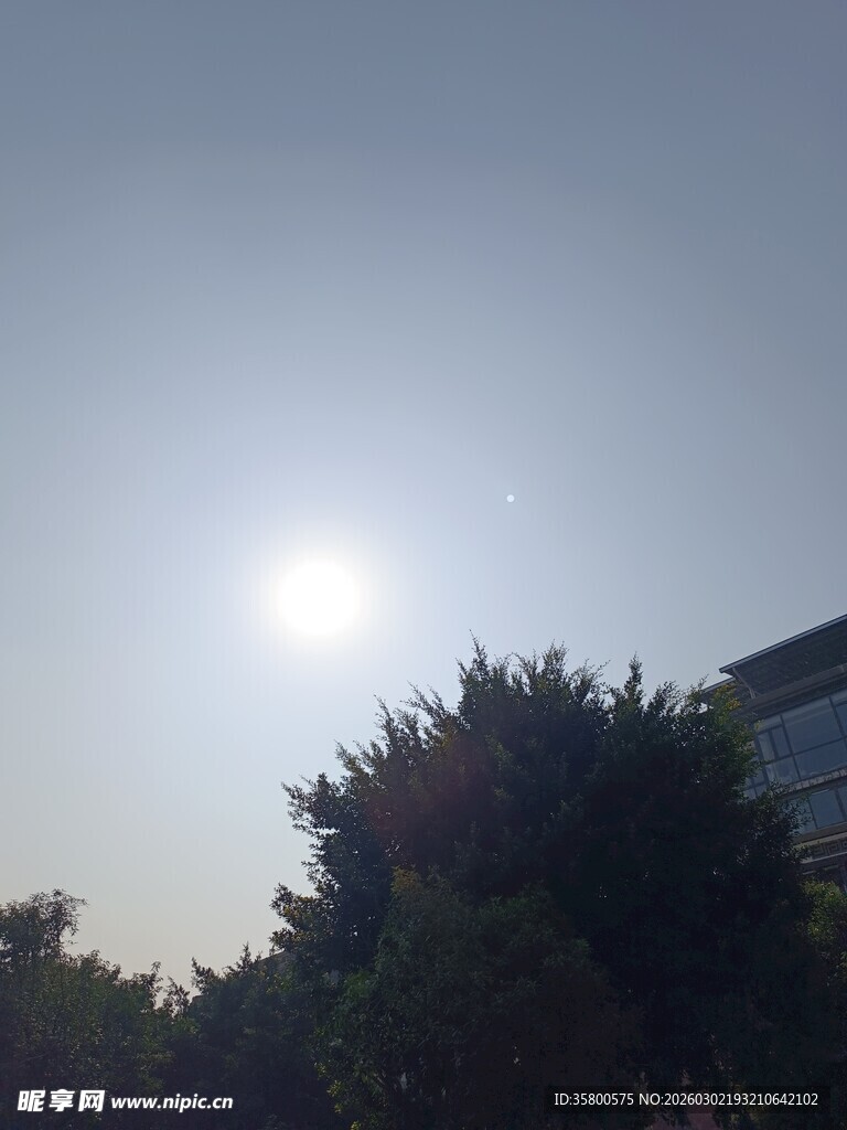 阳光下的树木与建筑