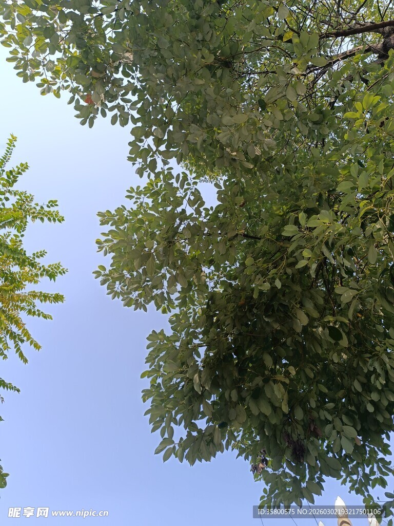 仰视绿树蓝天美景