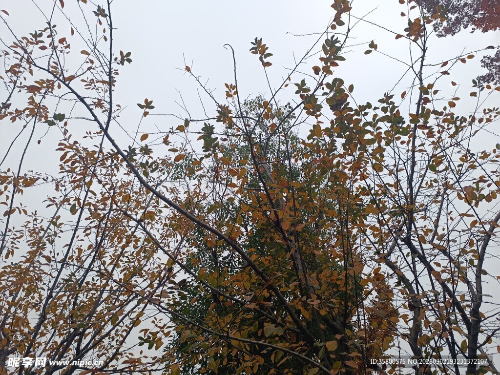 秋日枝头覆雪景象