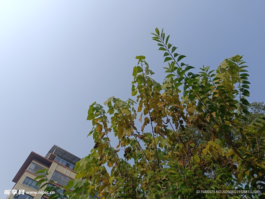 蓝天绿树旁的建筑物