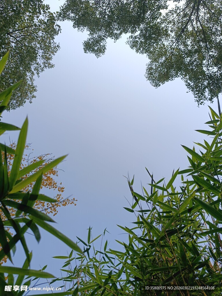 仰望蓝天与葱郁竹林