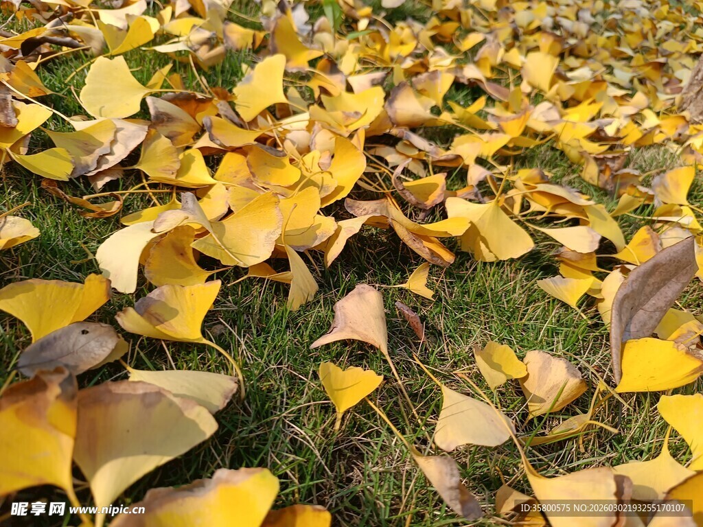 金黄银杏叶铺就秋日美景
