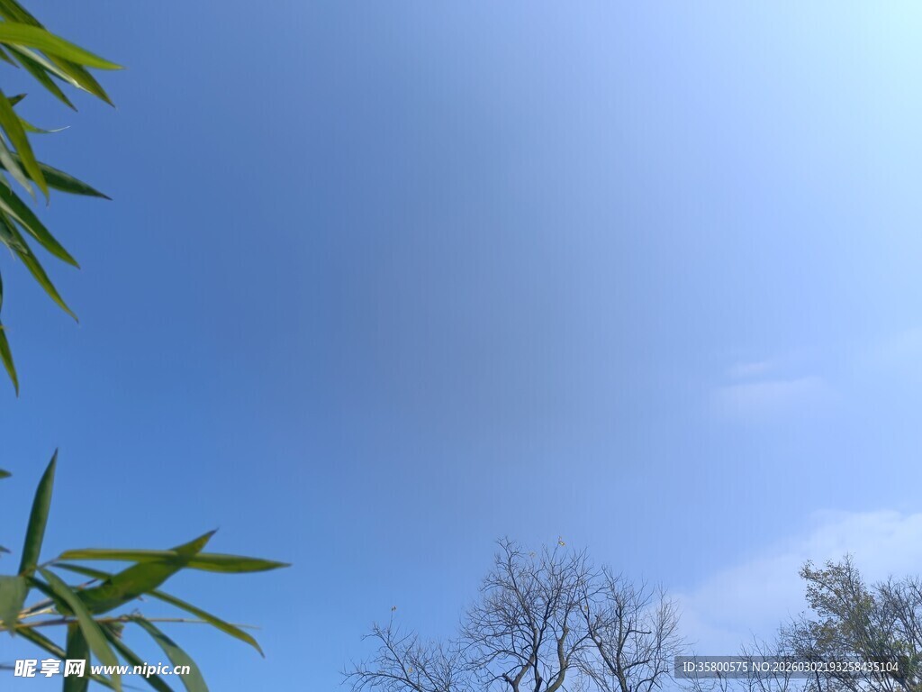 蓝天翠竹与树木景观