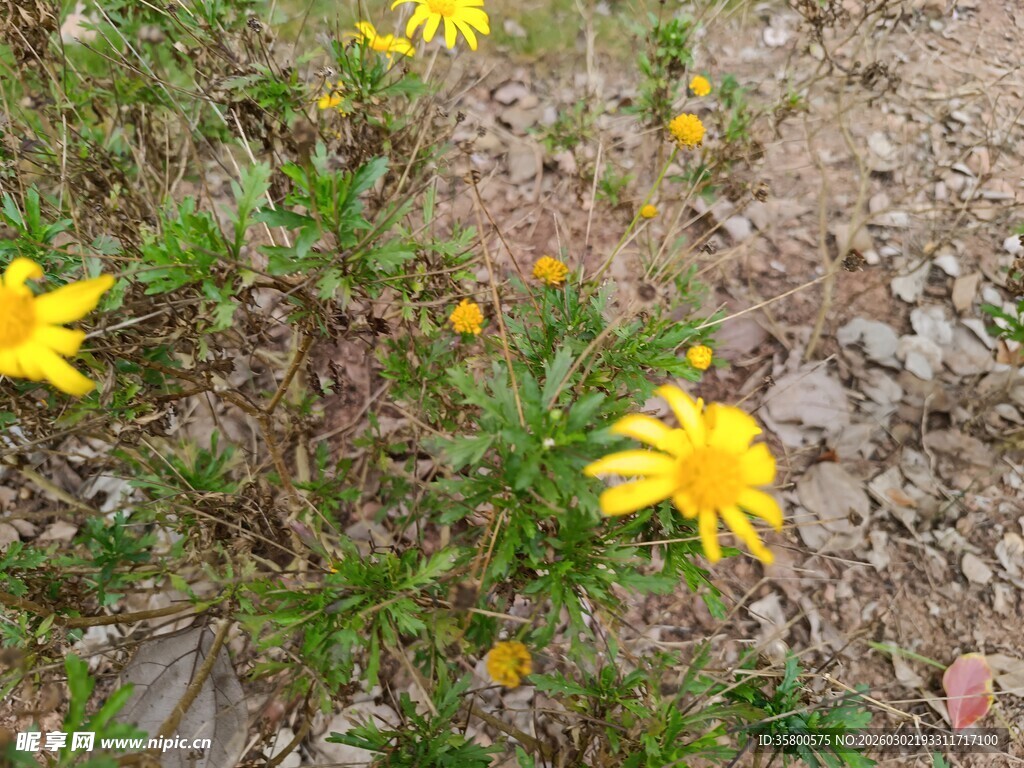 黄色小花绽放于草丛中