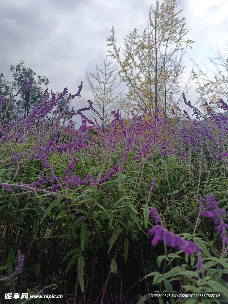 紫色花丛中的自然景致