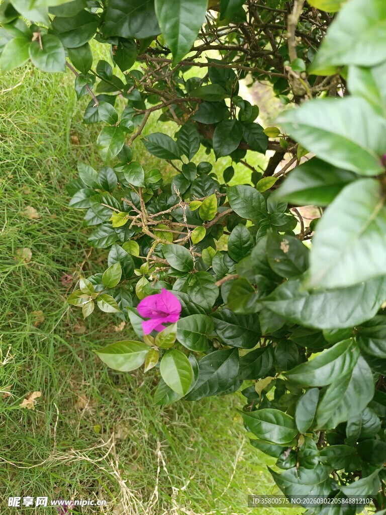 绿叶丛中一朵娇艳粉花