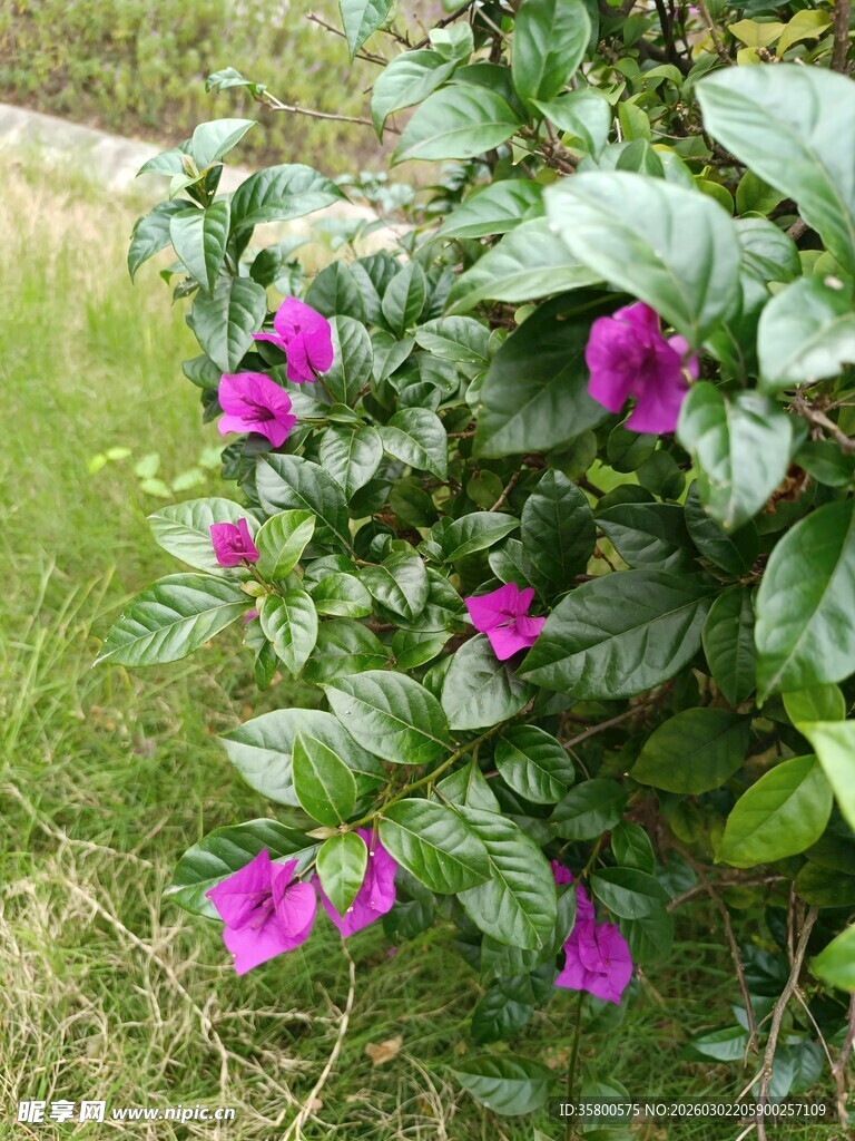 绿叶间绽放的紫色花朵