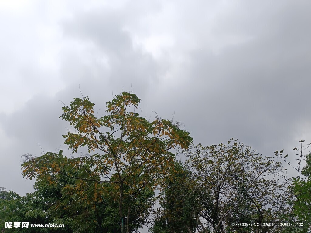 阴天中的树木景观