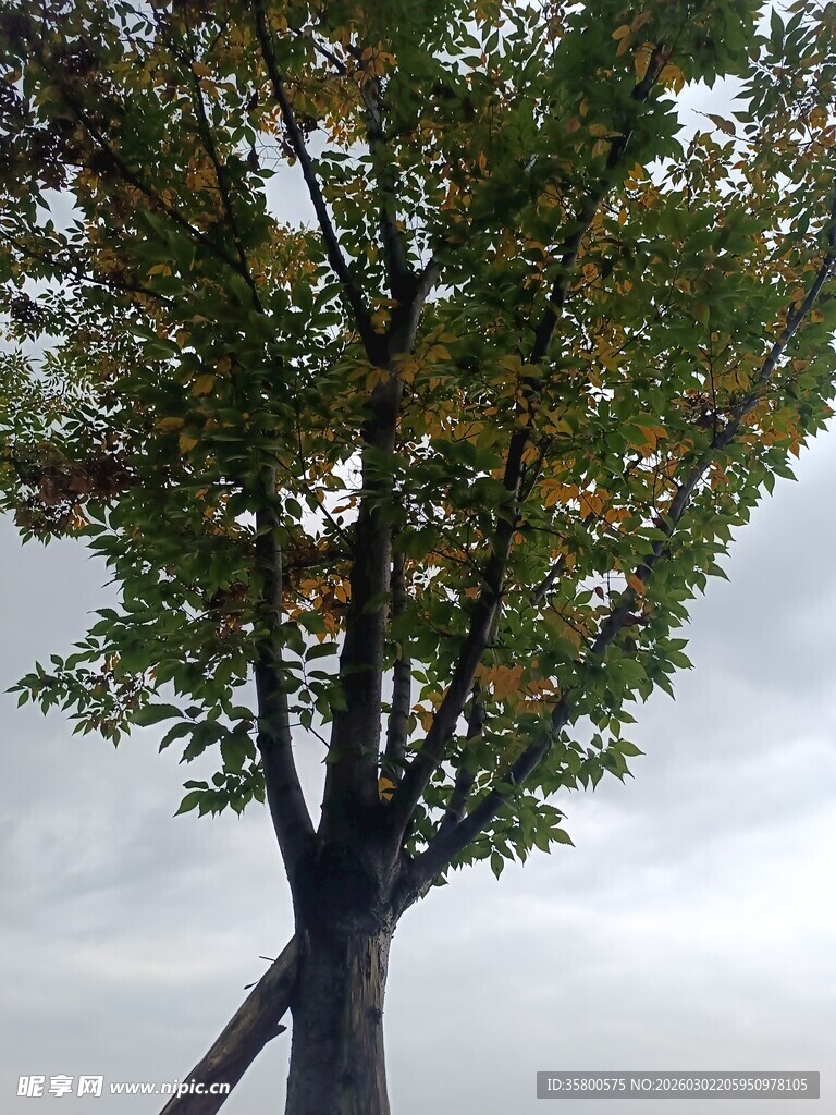 秋日交叉树干的树木