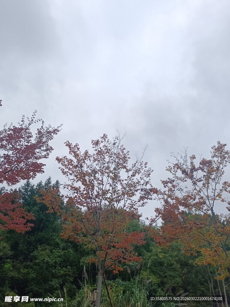 秋日山林红叶景观