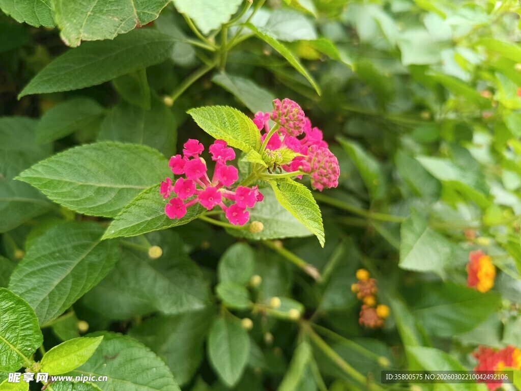 娇艳粉色花卉绽放绿叶间