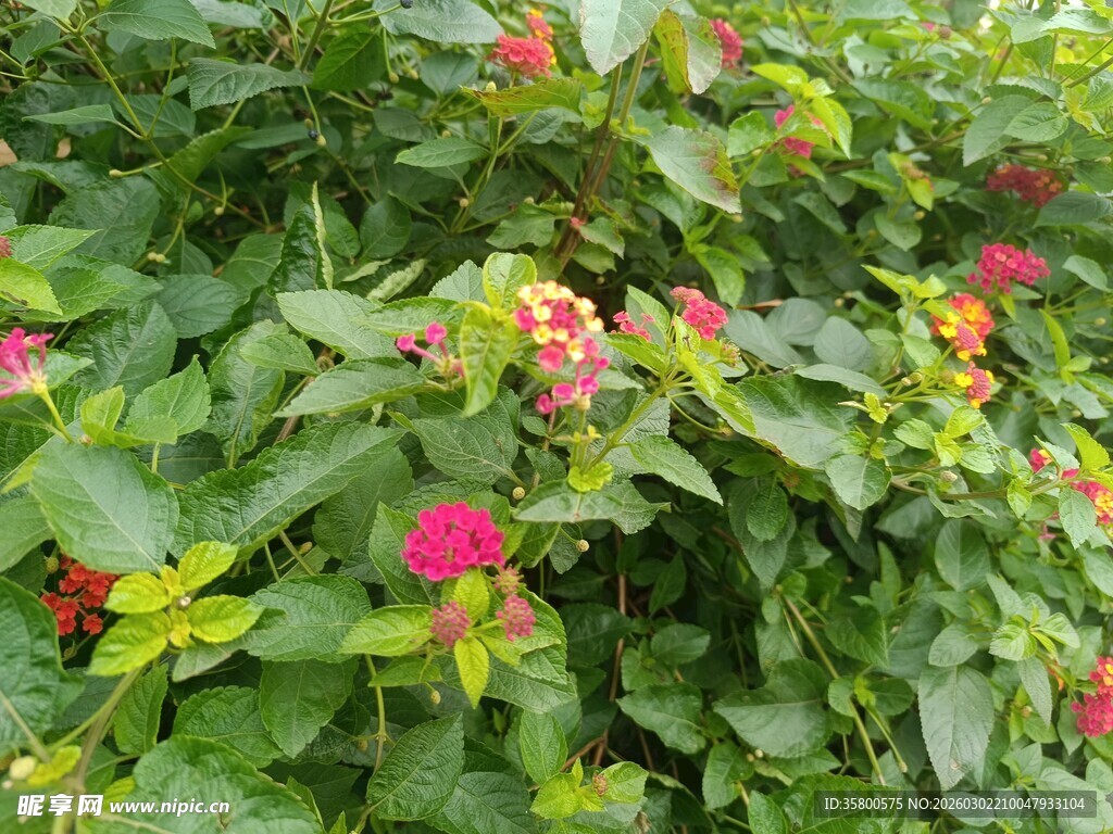 绿叶丛中绽放多彩花朵