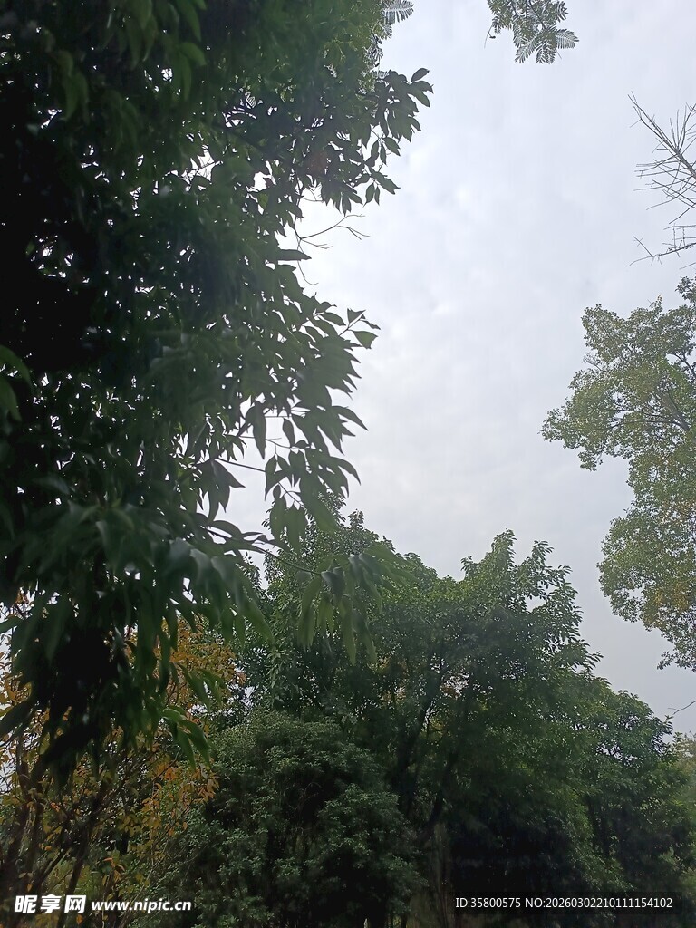 仰视茂密树林景观