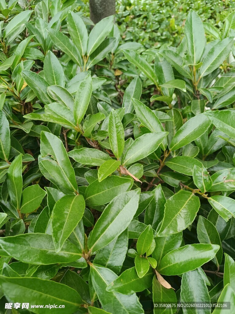 翠绿繁茂的植物叶片