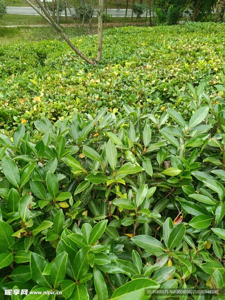 绿意盎然的植物景观