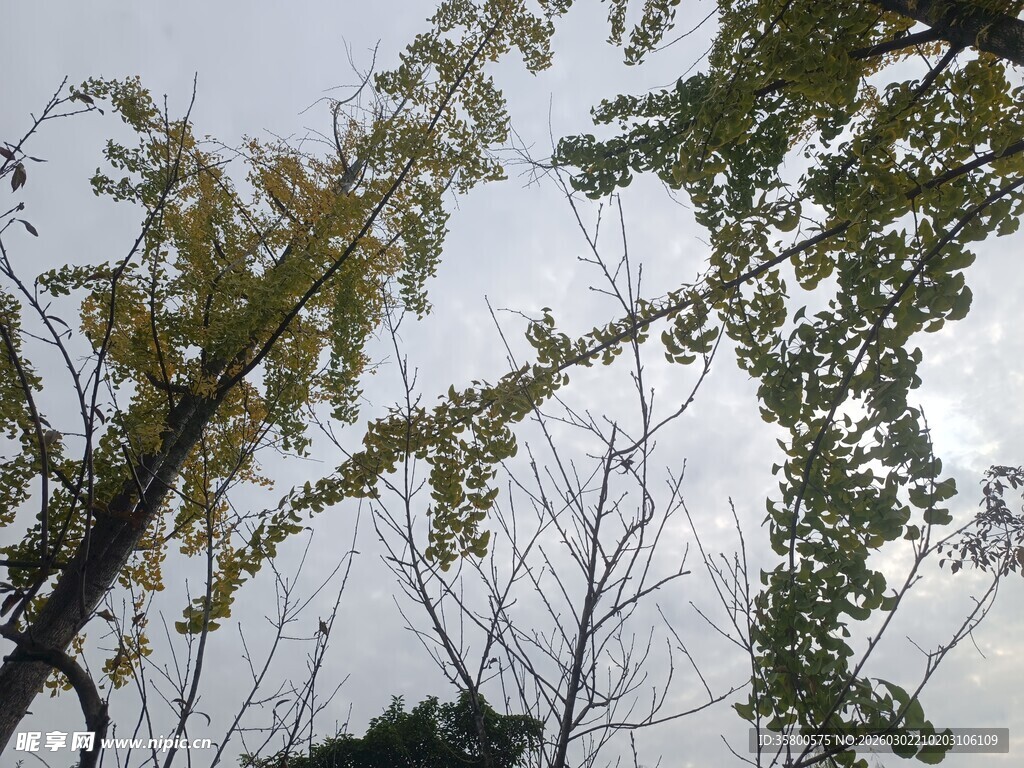 仰视视角下的树木枝叶