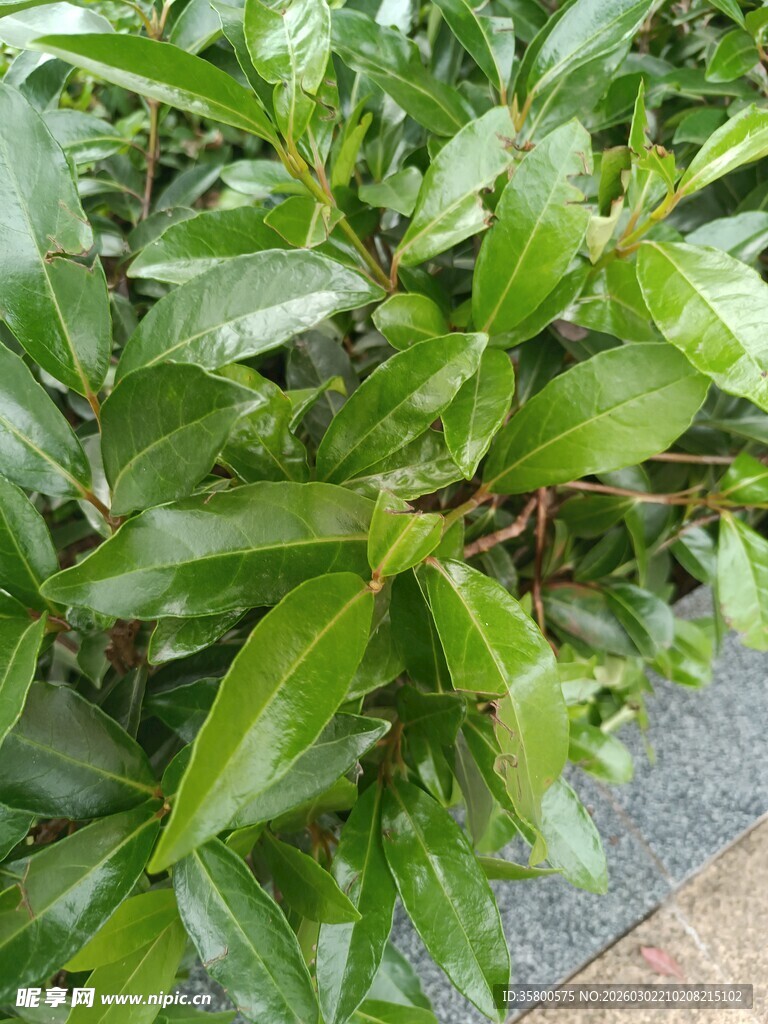 翠绿繁茂的植物叶片