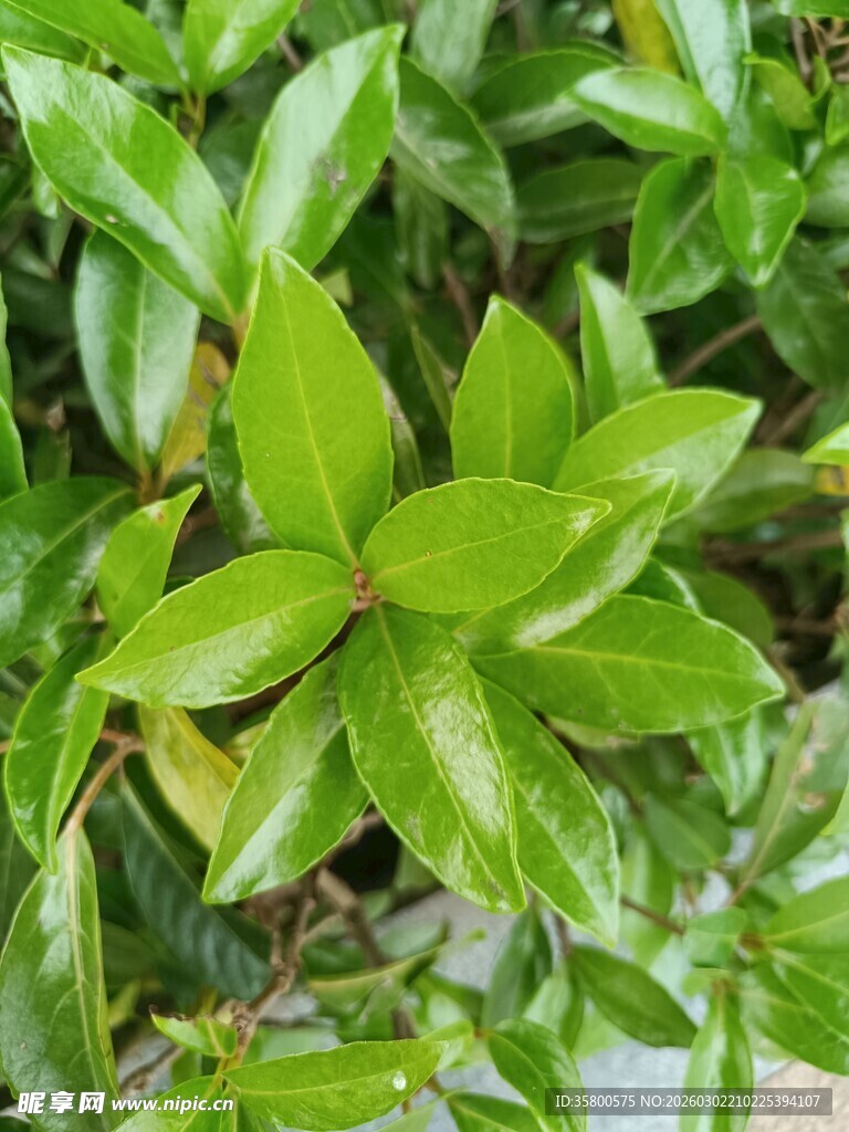 翠绿叶片的清新植物