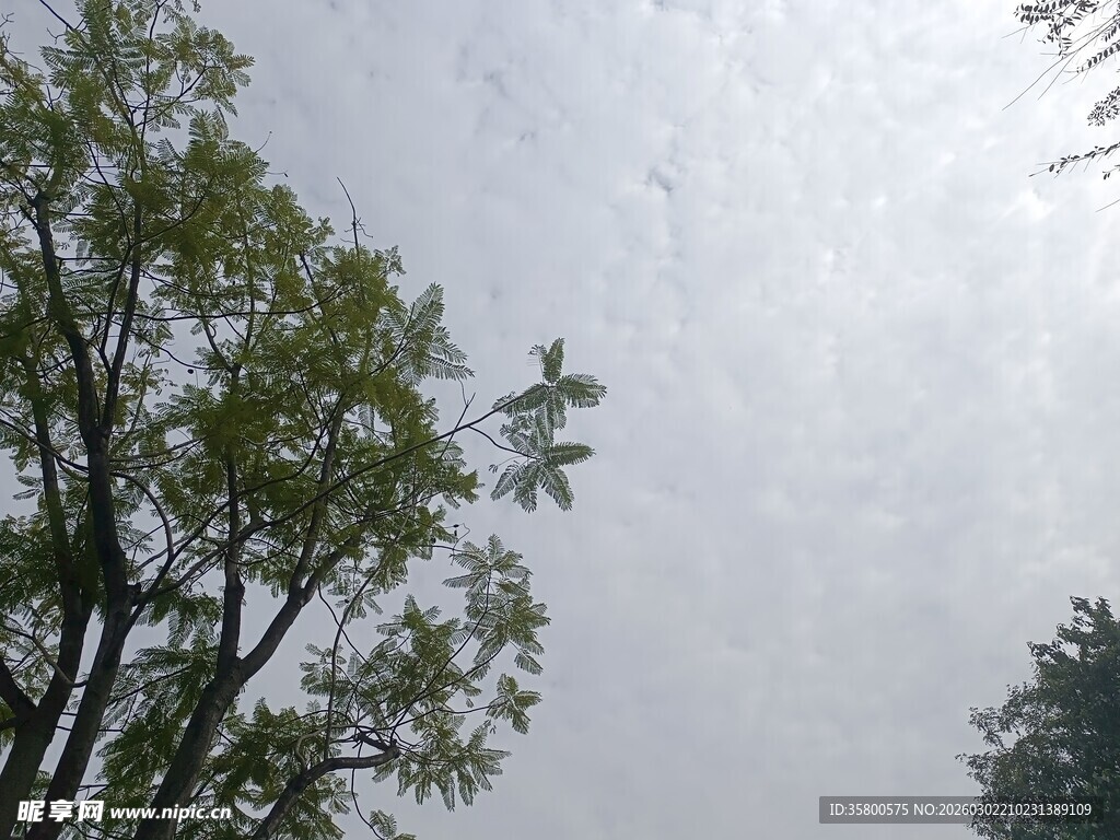 仰视绿树与灰白天空