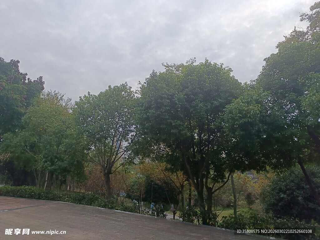 阴天公园道路旁的绿树