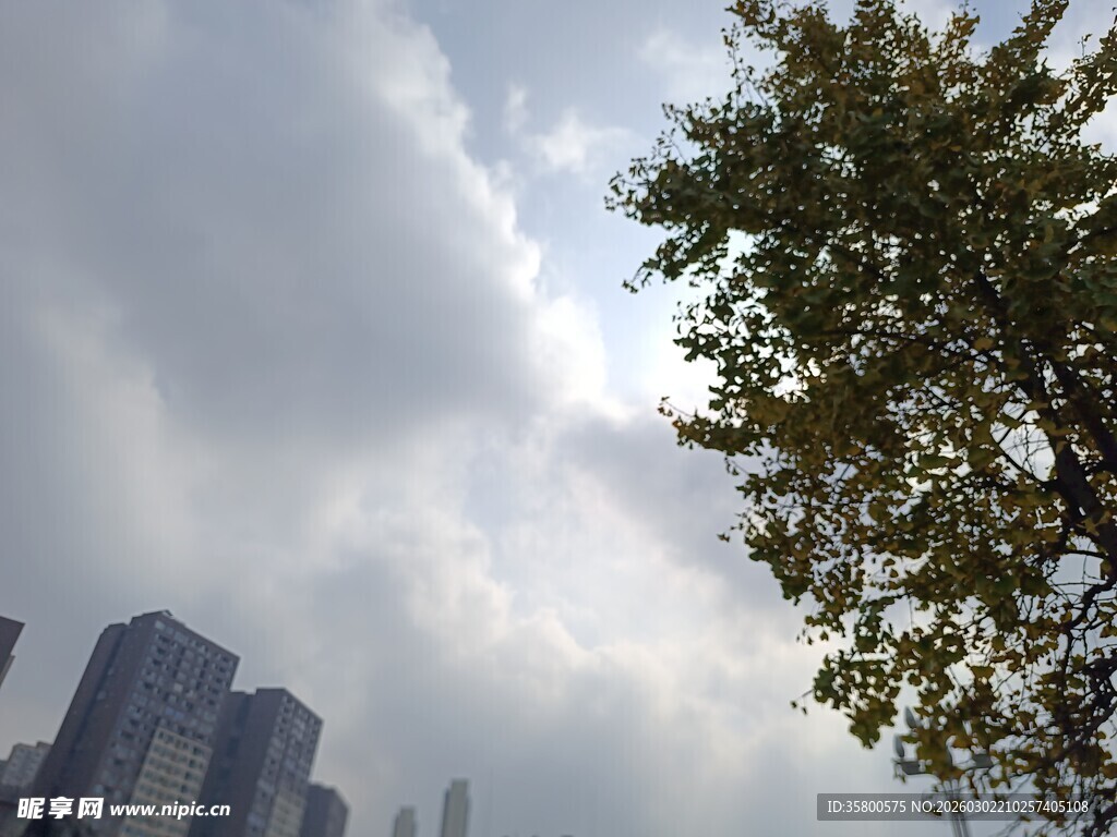 城市树梢间的天空景致