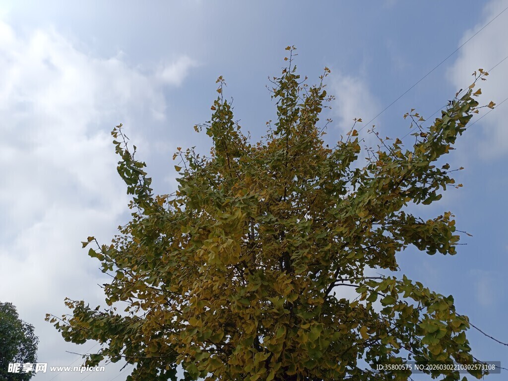 蓝天映衬下的茂盛绿树