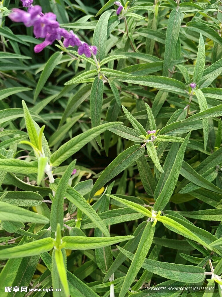 绿叶间的紫色花卉