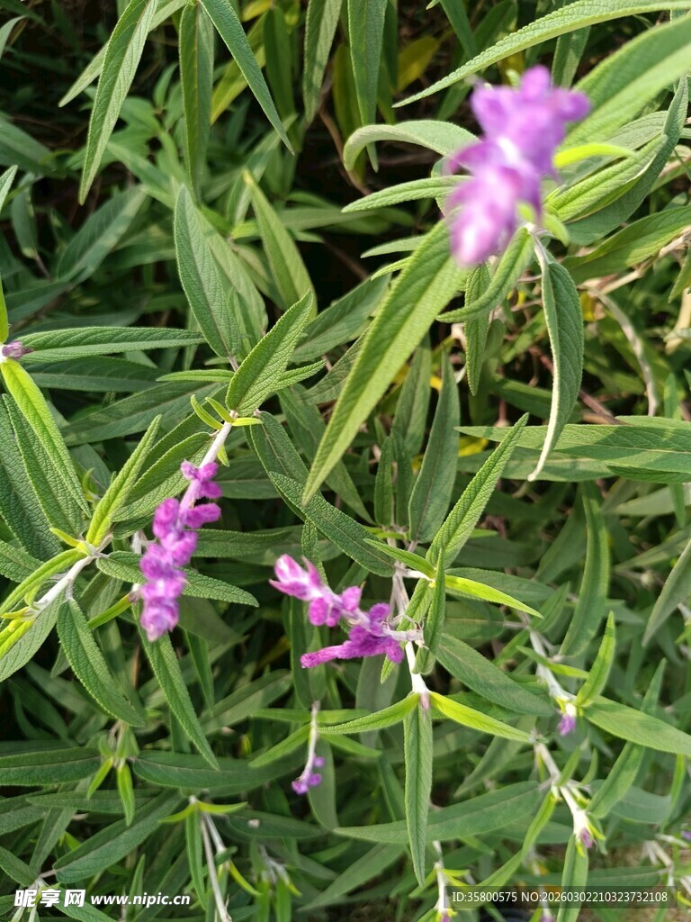 紫色小花绽放于绿叶间