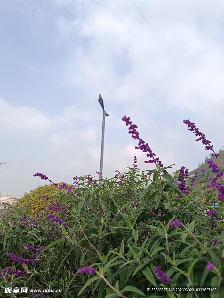 紫色花卉与绿植相映成趣