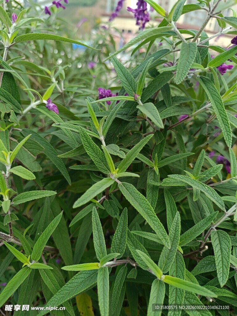 绿叶丛中的紫色小花