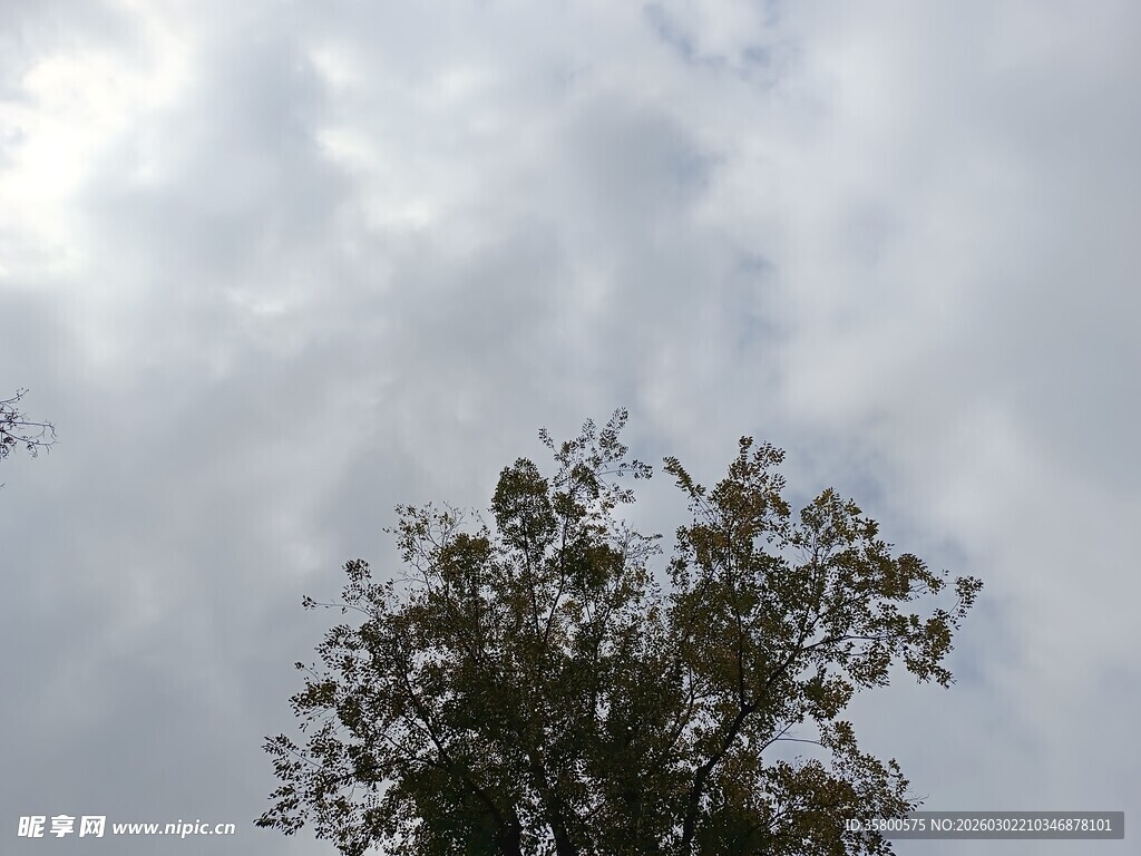 树梢之上的多云天空