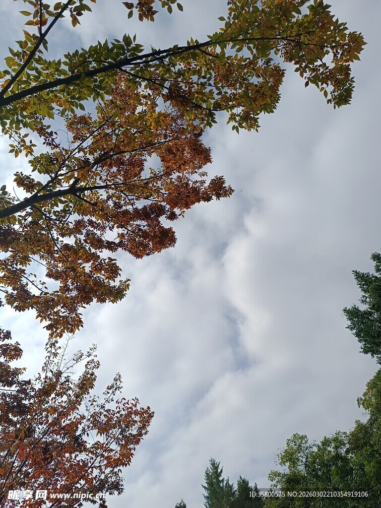 秋日树梢与天空景致