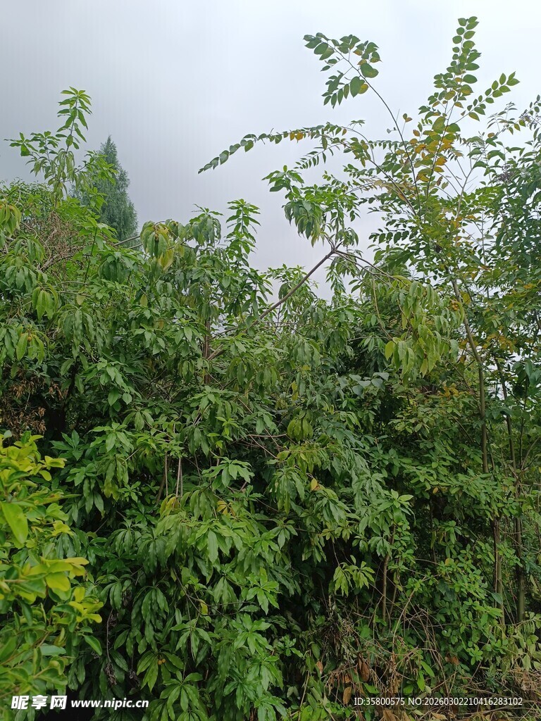 繁茂绿植景观