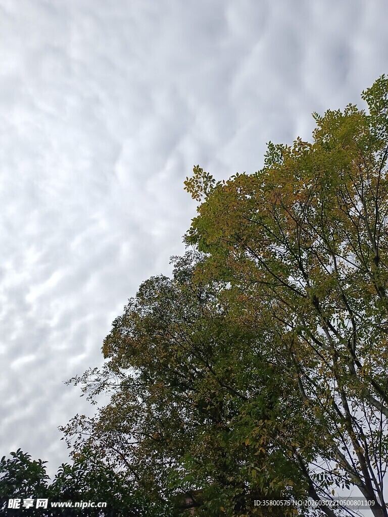 树梢上的天空与云朵