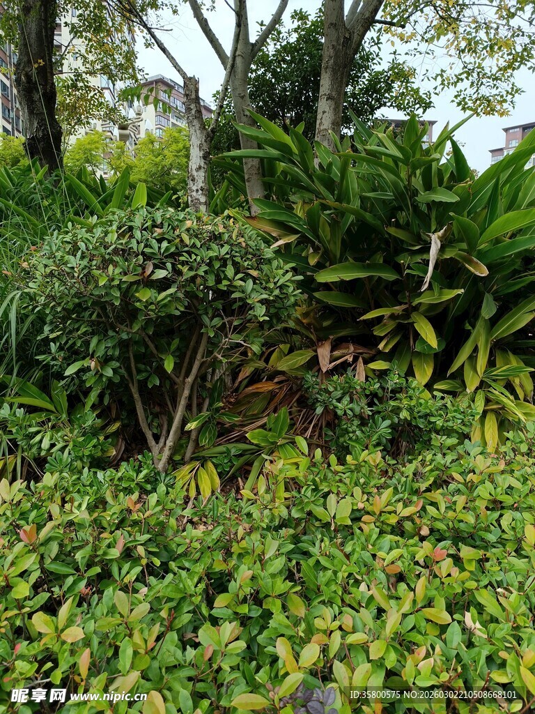 绿意盎然的户外植物景观