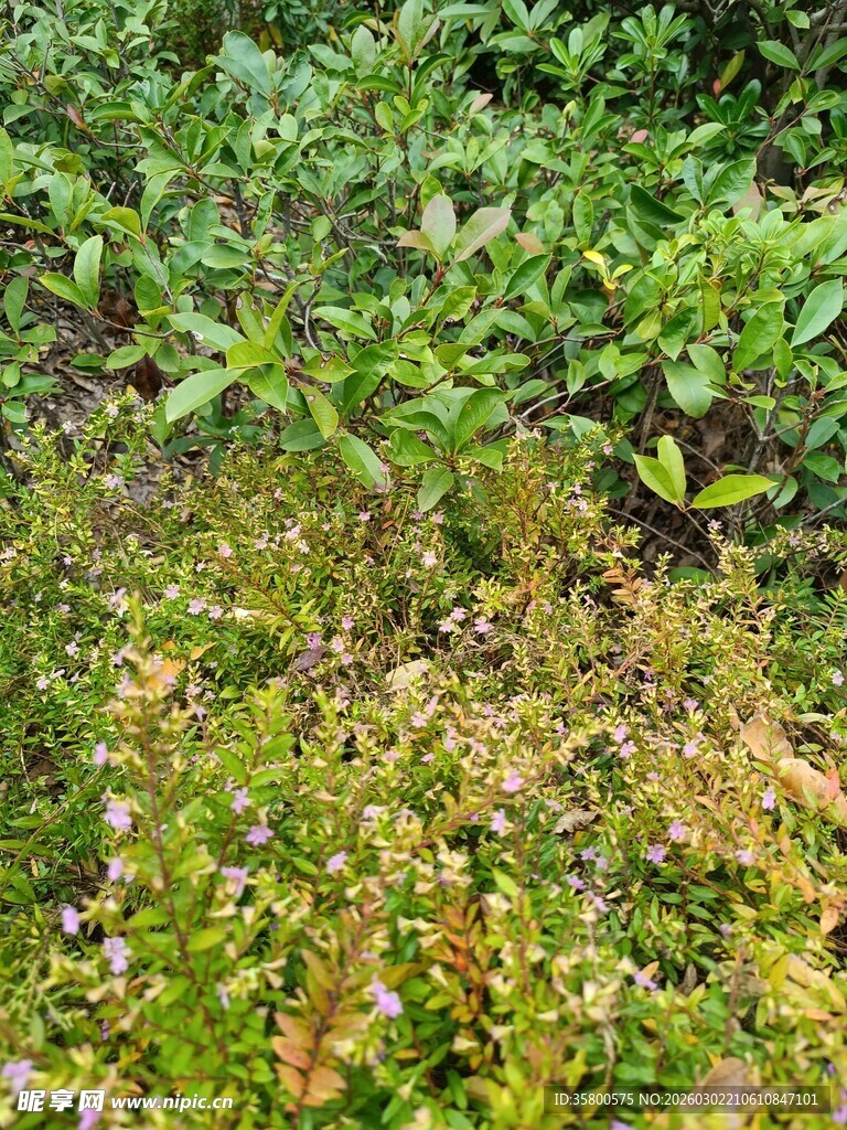 繁茂绿植下的多彩地被景观