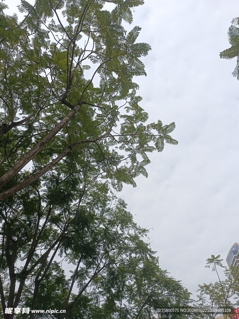 仰视繁茂绿树景观
