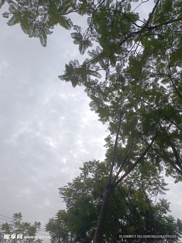 仰视茂密枝叶与天空