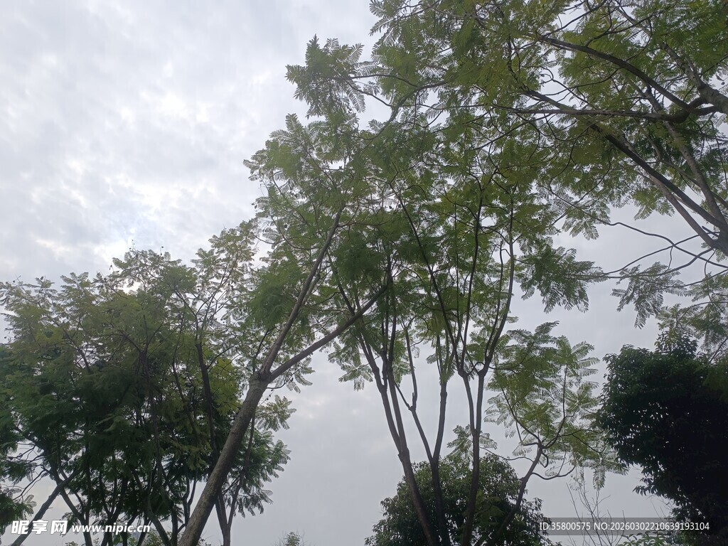 天空下的葱郁树木