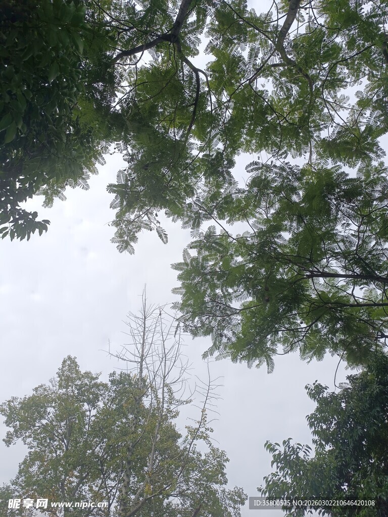 仰视树冠下的天空