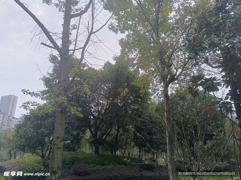 城市中的绿意盎然树林