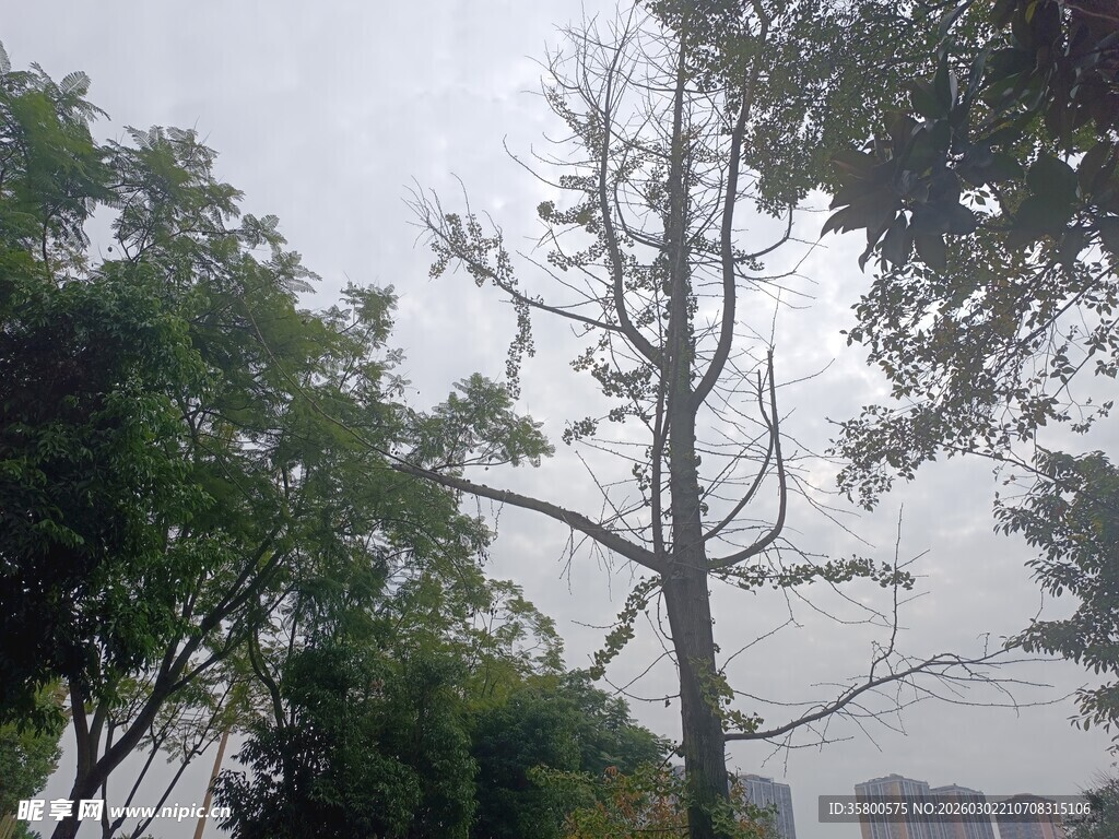 枯树立于葱郁树木间